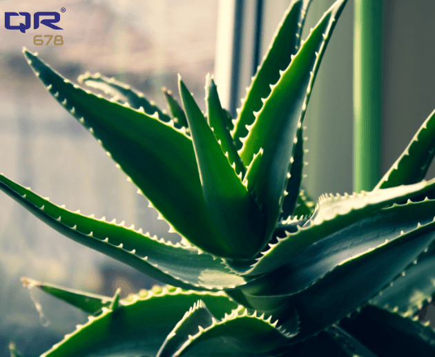 How To Use Aloe Vera For Hair Growth And Thickness