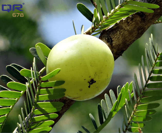 Amla, Reetha, and Shikakai Powder Benefits for Hair
