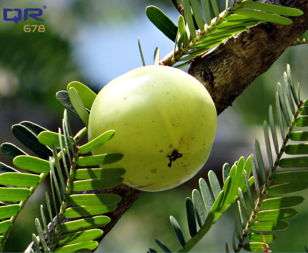 Amla Reetha Shikakai Powder Benefits for Hair