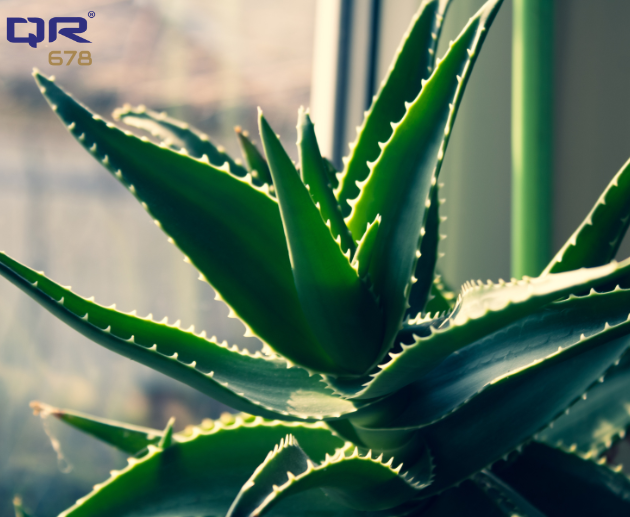 How to Use Aloe Vera for Hair Growth and Thickness