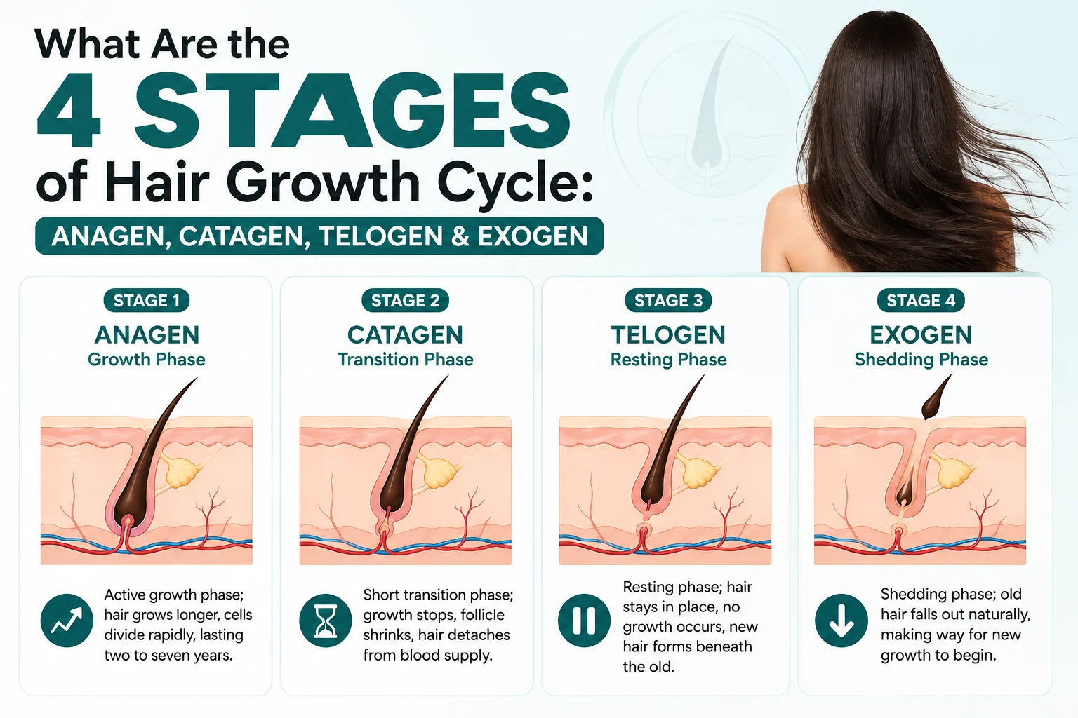 4 Stages of Hair Growth Cycle Anagen, Catagen, Telogen & Exogen